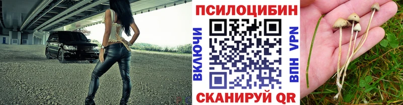 Галлюциногенные грибы Psilocybe Нерюнгри